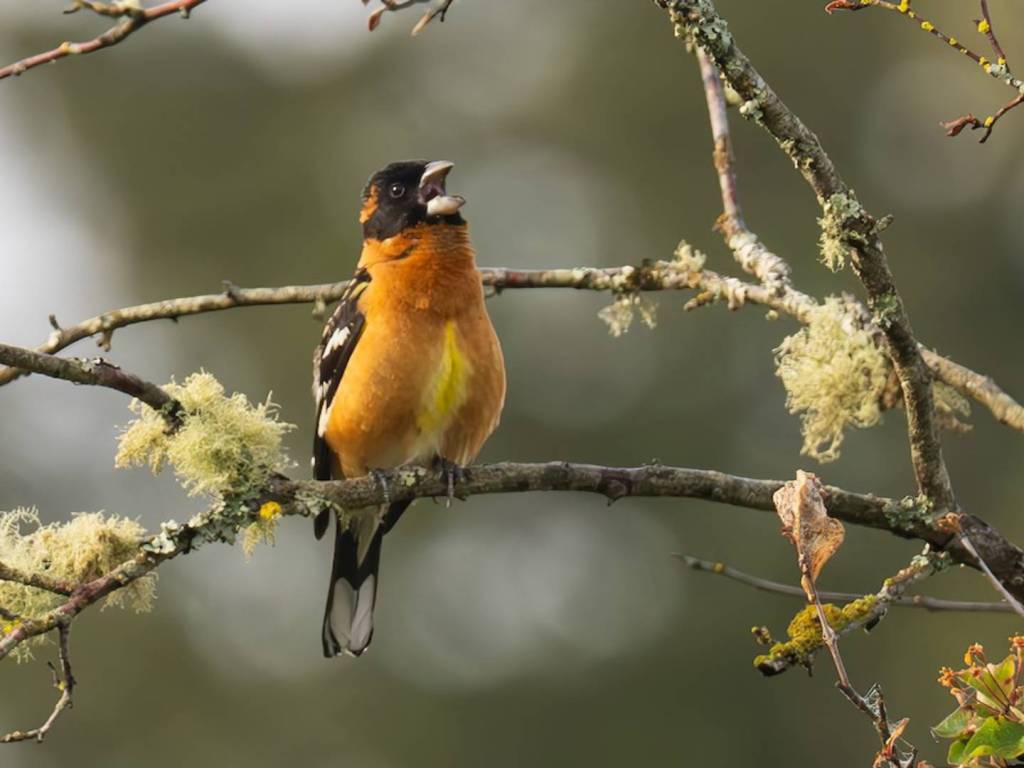 Black-headed Grosbeak (Pheucticus melanocephalus): A Vibrant Visitor to Your&nbsp;Backyard