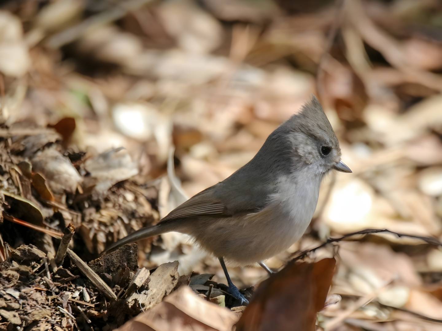 Oak Titmouse (Baeolophus inornatus): Identification, Habitat, Diet, and Backyard Birding Tips