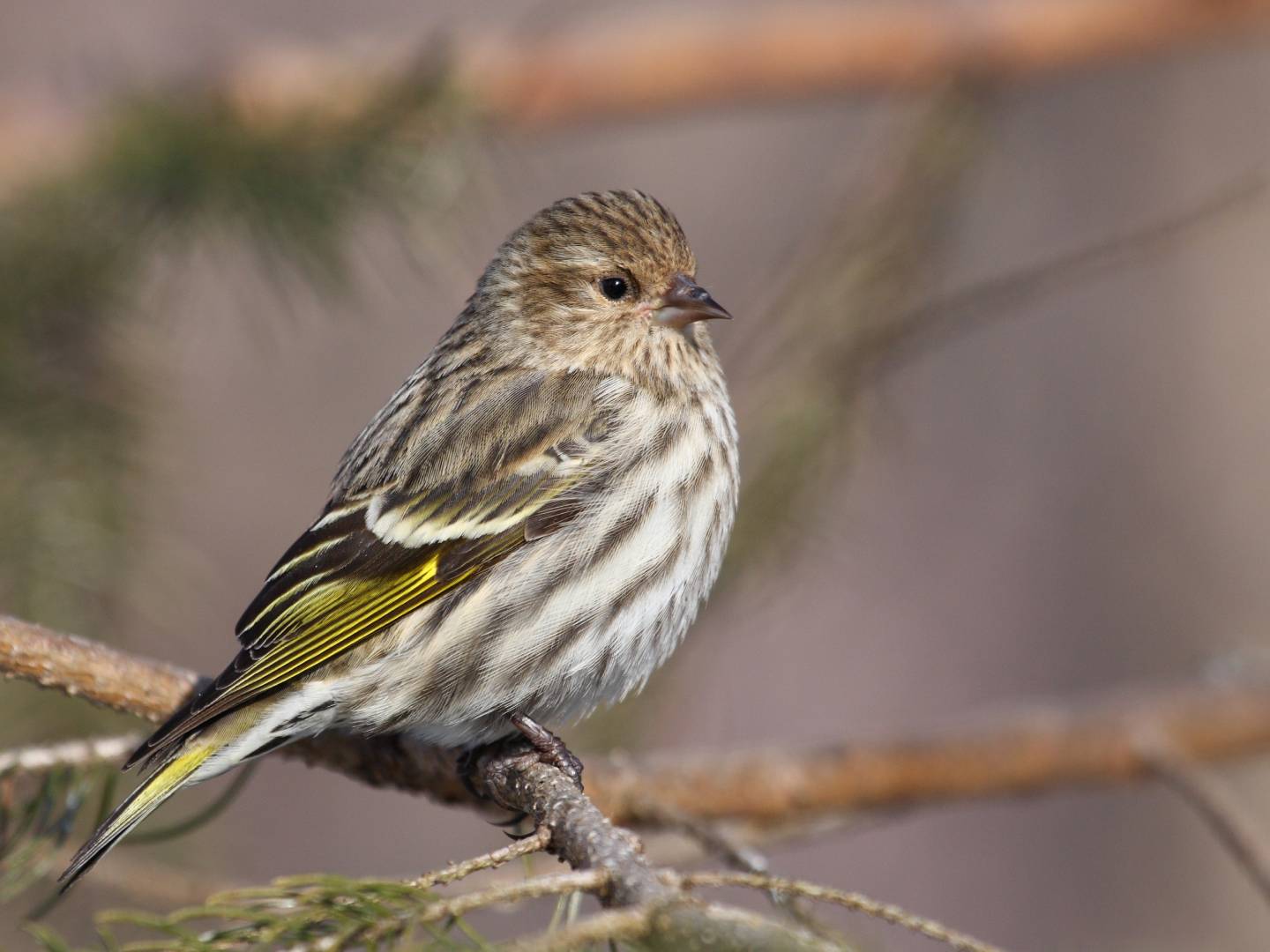 Pine Siskin (Spinus pinus): Identification, Habitat, Diet, and Migration Behavior