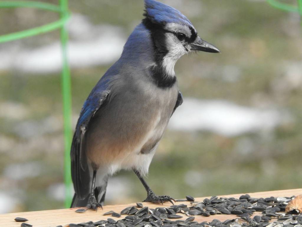 Blue Jay (Cyanocitta cristata): Nature’s Clever and Colorful Performer | Birdwatching Tips &&nbsp;Facts