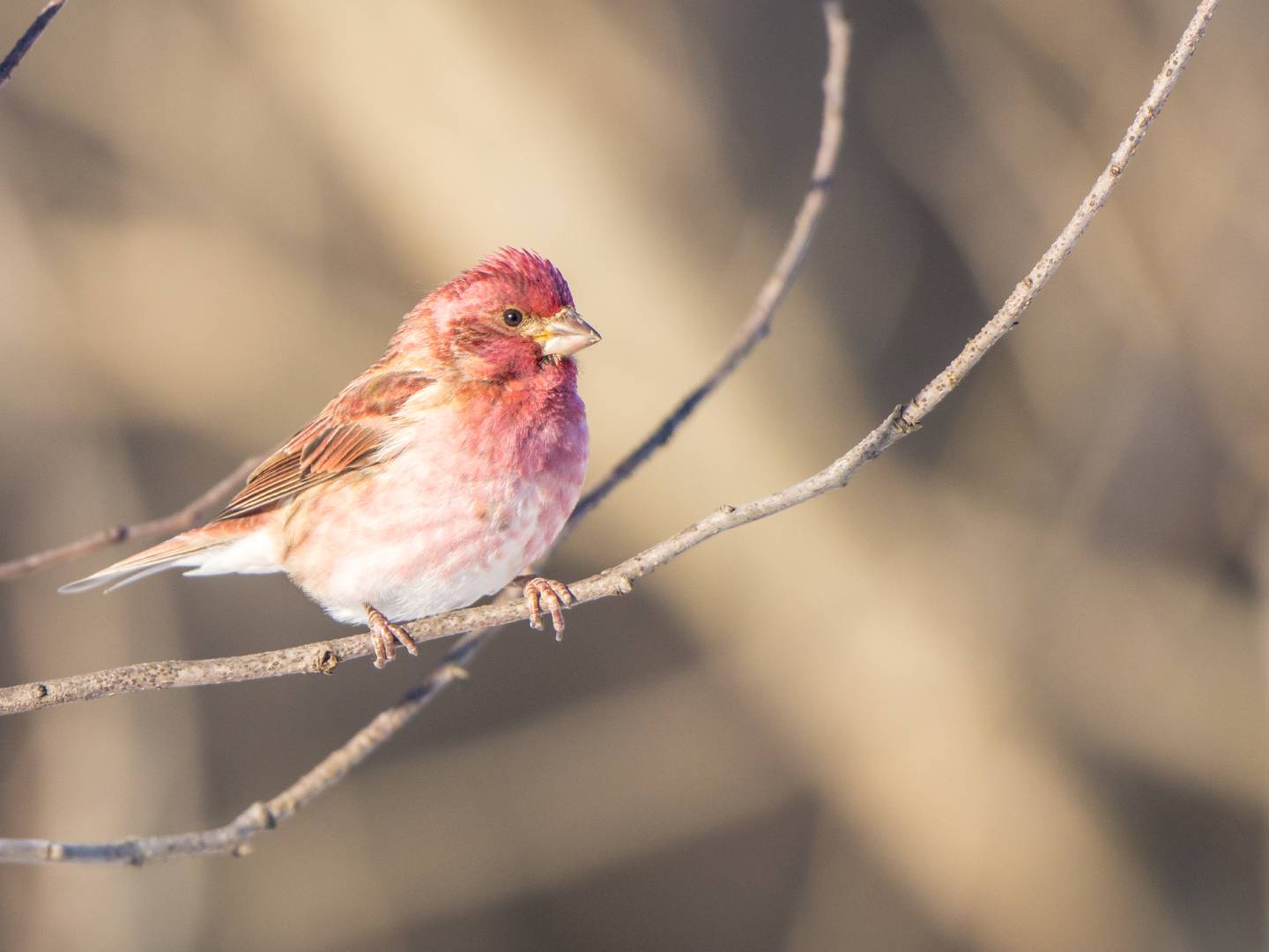Purple Finch (Haemorhous purpureus): Purple Finch Identification, Habitat, and Migration Patterns