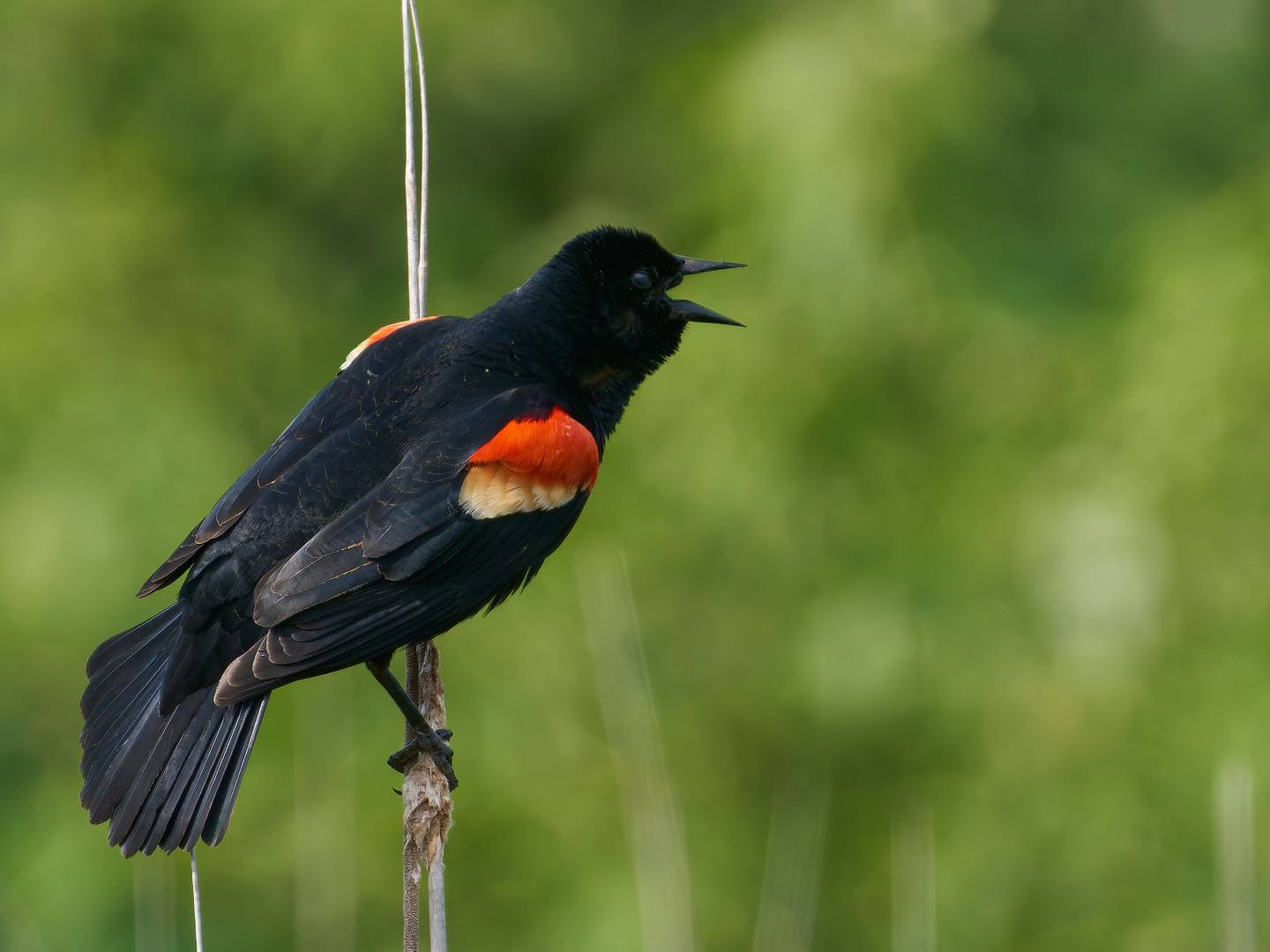 Red-winged Blackbird (Agelaius phoeniceus): How to Identify, Attract, and Enjoy These Bold Birds