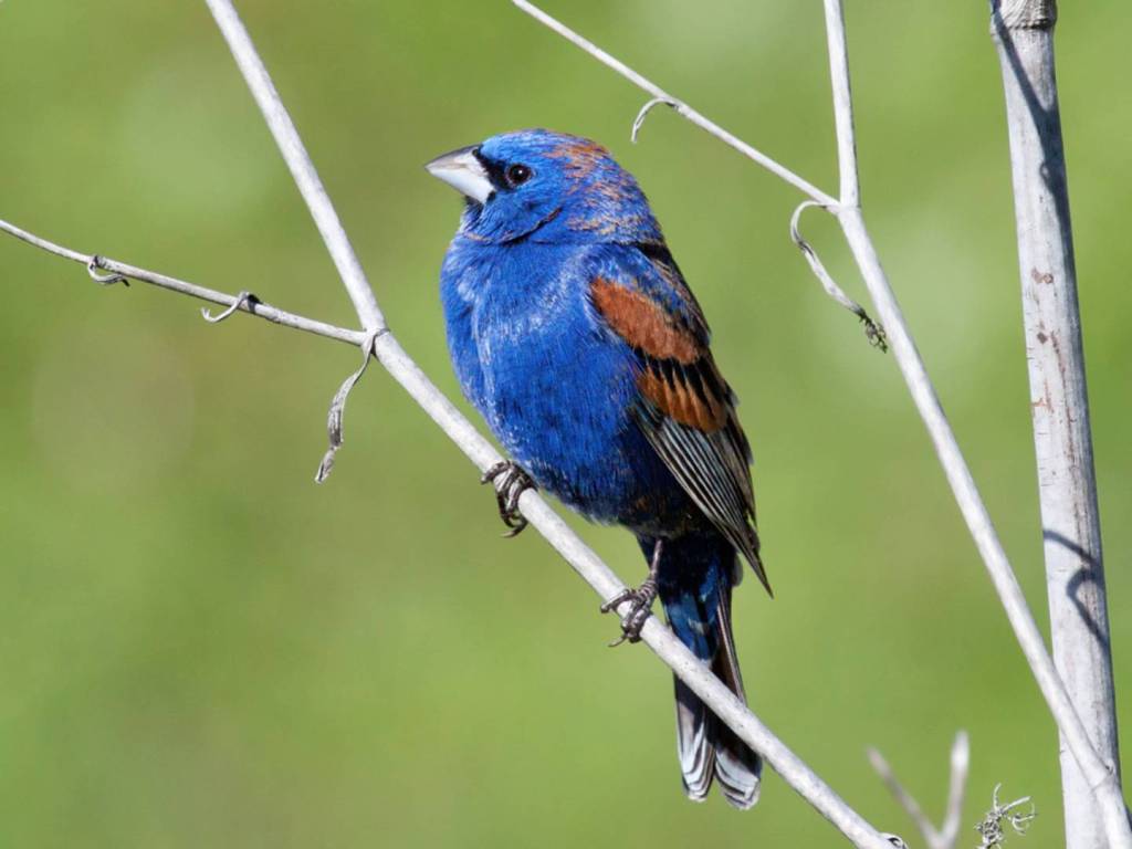 Blue Grosbeak (Passerina caerulea): Blue Grosbeak Identification, Habitat, and Migration&nbsp;Patterns