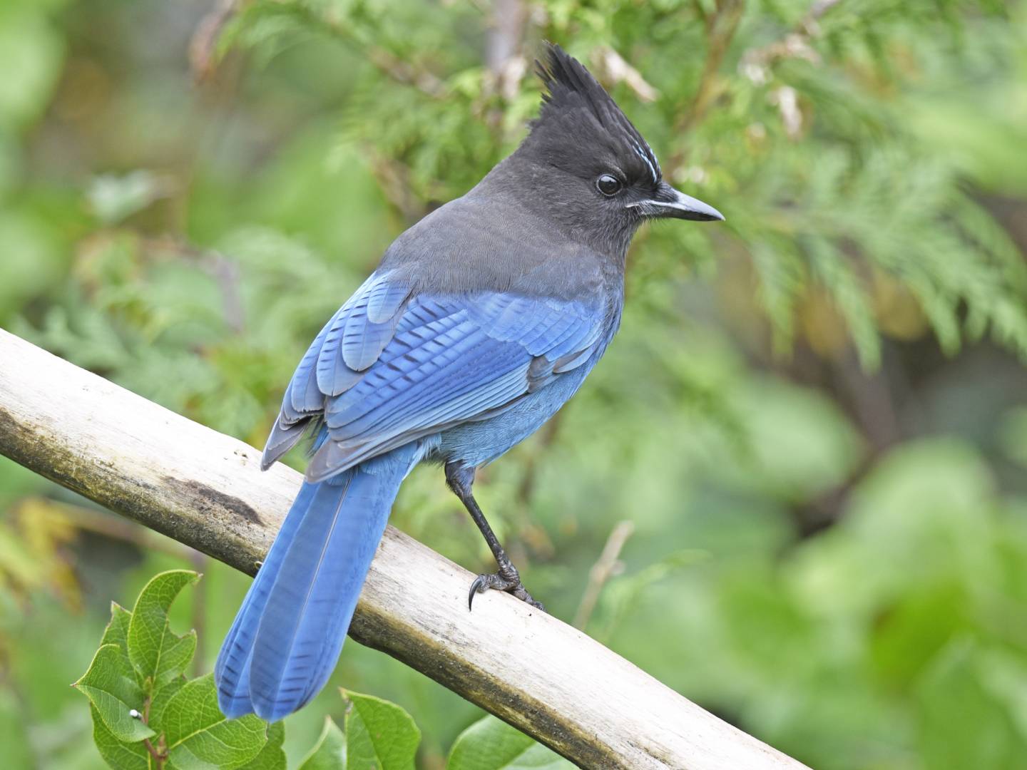 Steller’s Jay (Cyanocitta stelleri): Steller’s Jay Identification, Behavior, and Habitat