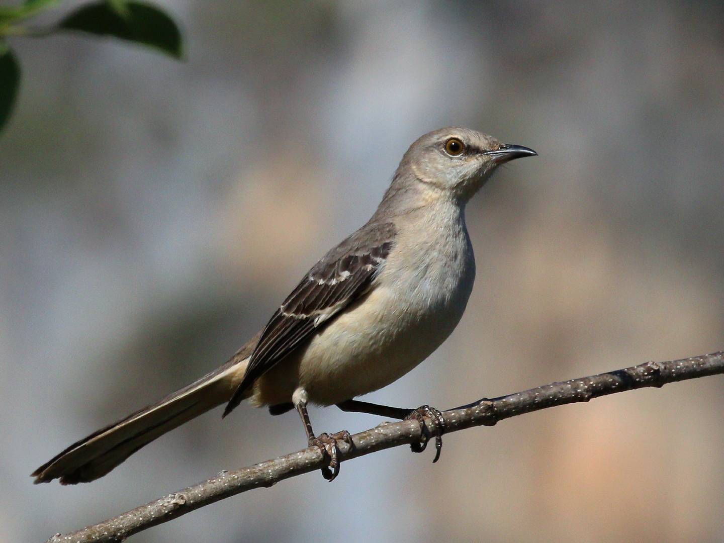 Northern Mockingbird (Mimus polyglottos): What Does a Mockingbird Sound Like & Other Backyard Facts