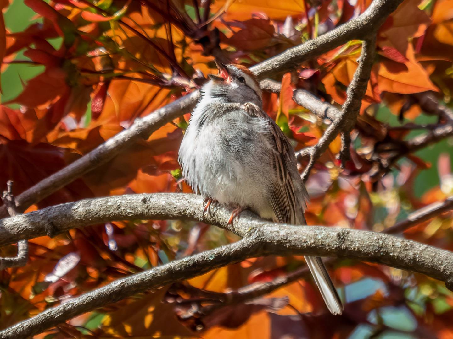 Chipping Sparrow (Spizella passerina): How to Tell Males from Females and More