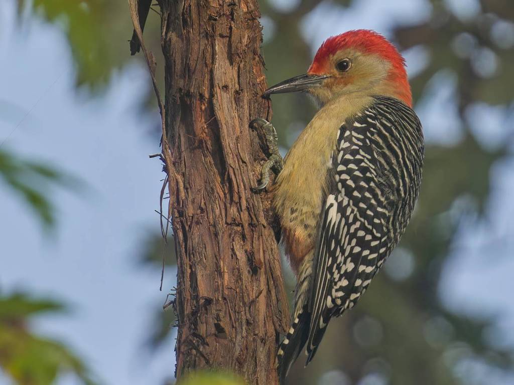 Red-bellied Woodpecker (Melanerpes carolinus): How to Identify, Attract, and Understand This Bold Backyard&nbsp;Bird