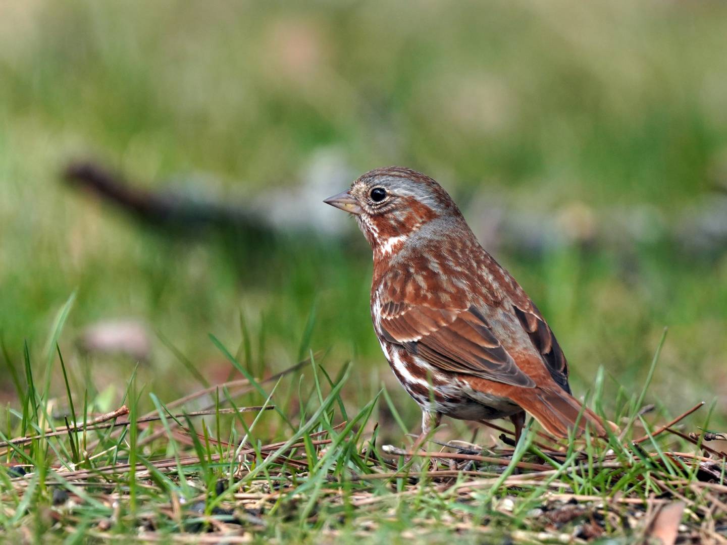 Fox Sparrow (Passerella iliaca): Identification, Sounds, Range, Diet, and Nesting