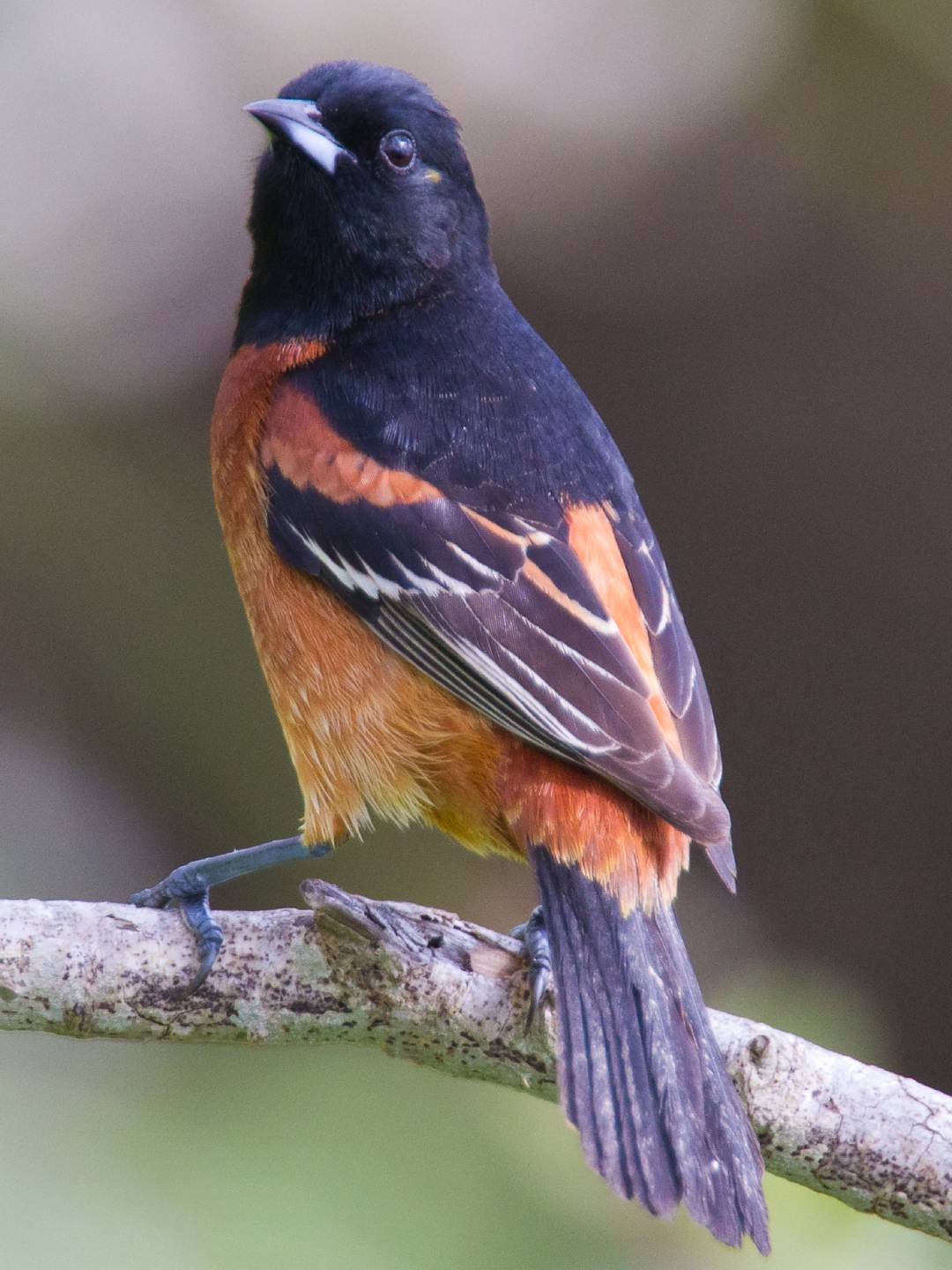 Why the Orchard Oriole Isn’t Just a “Mini Baltimore Oriole”