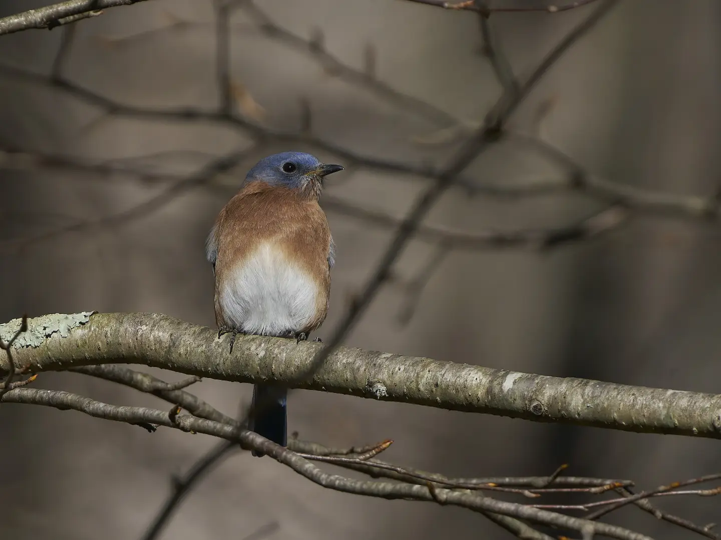 Eastern Bluebird (Sialia sialis): Identification, Range, Diet, Nesting, and More