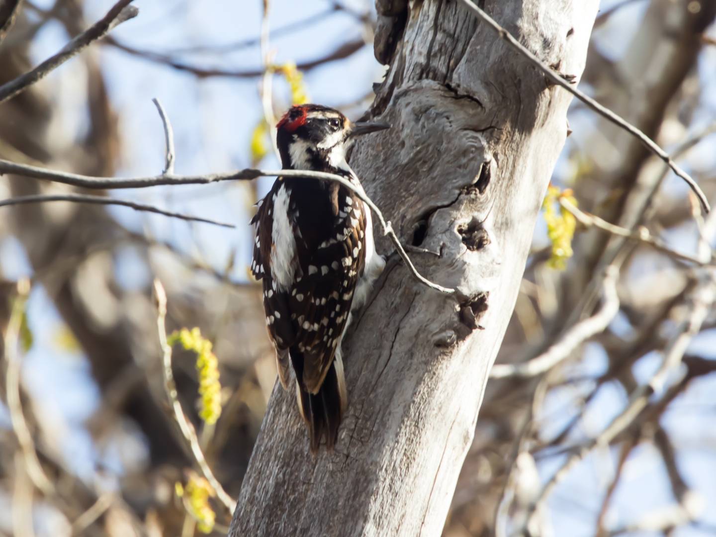 Hairy Woodpecker ID Made Easy: Size, Sound, and Range