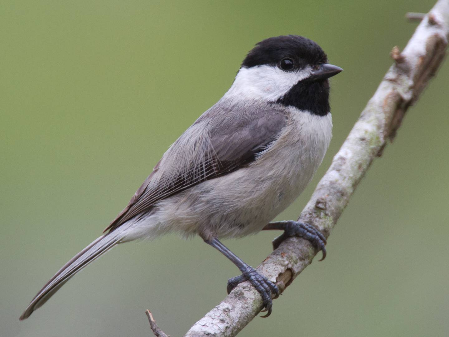 How to Spot a Carolina Chickadee: Calls, Nesting, Range