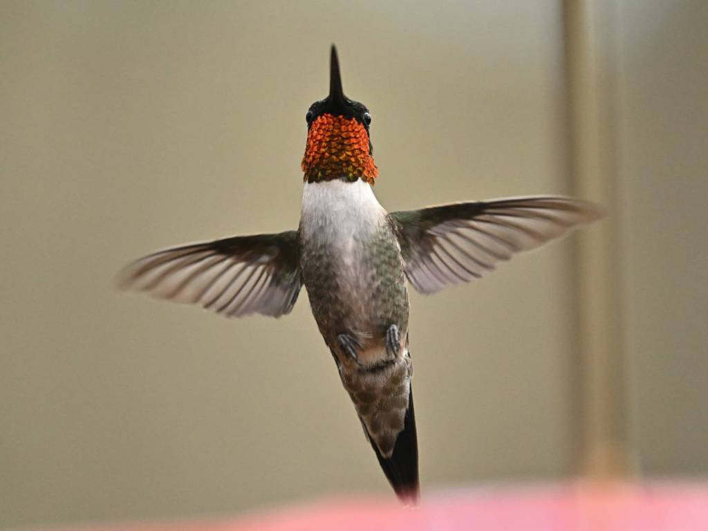 Ruby-throated Hummingbird: What Most People Miss When Watching&nbsp;Them
