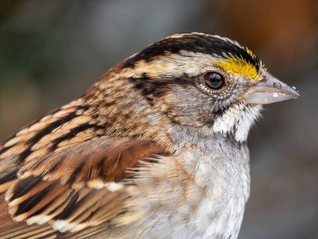 White-throated Sparrow: Song, Habitat, and Nesting Facts