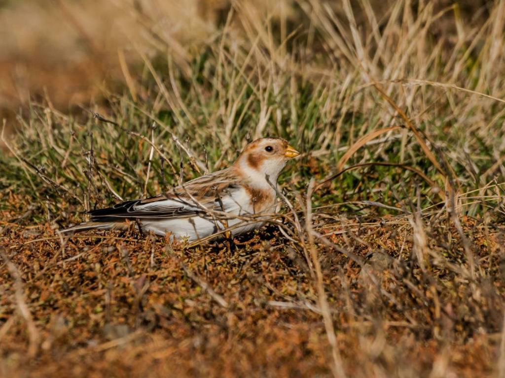 Will Snow Buntings Visit Feeders?