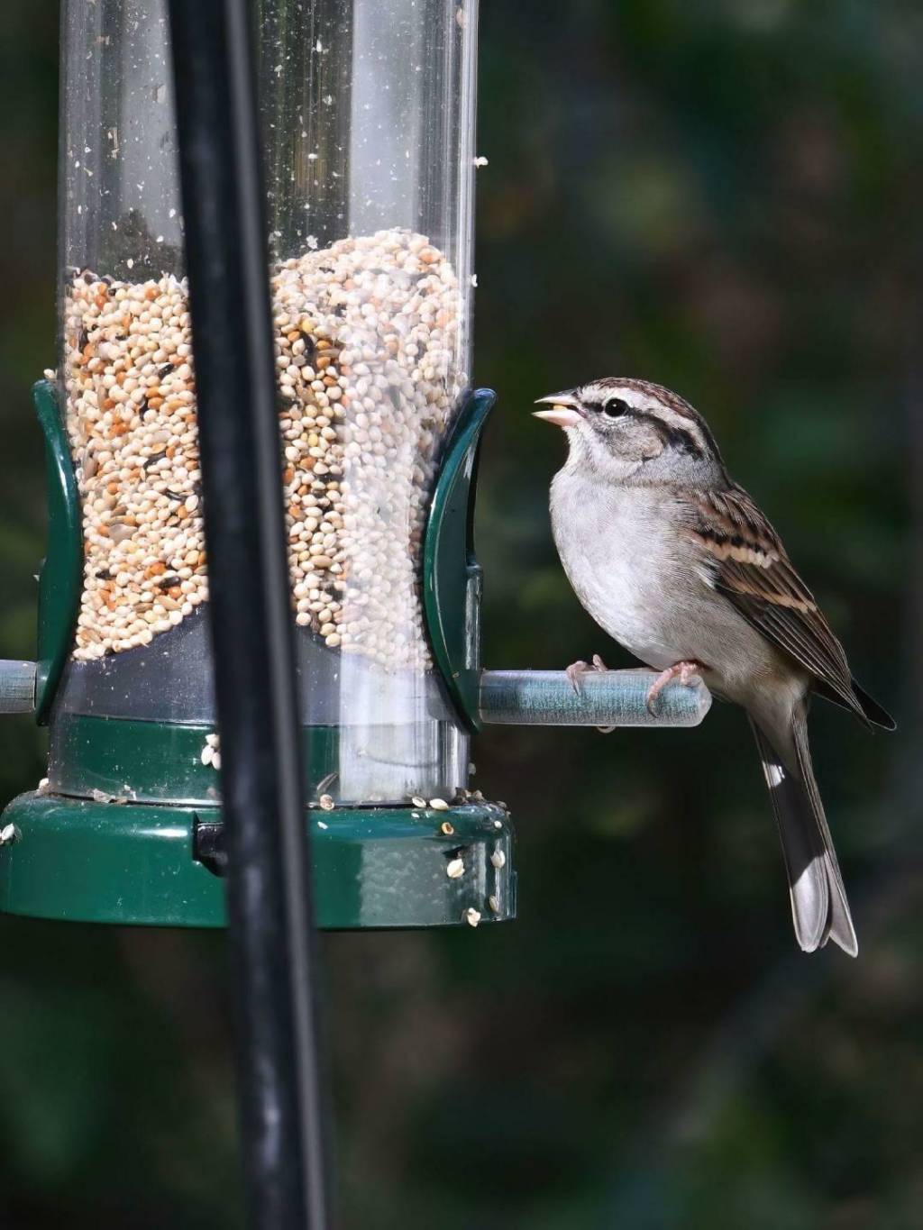 Chipping Sparrow Feeder Setup That Actually Works