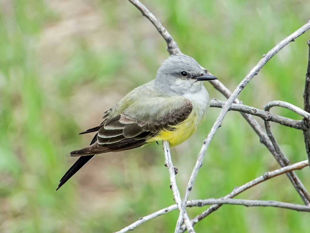 Western Kingbird: The Bold Flycatcher of Open Country