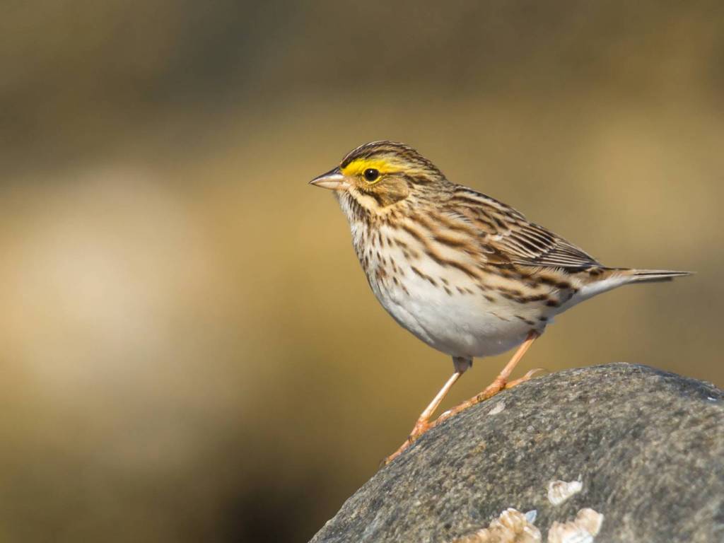 Do Savannah Sparrows Visit Bird Feeders?