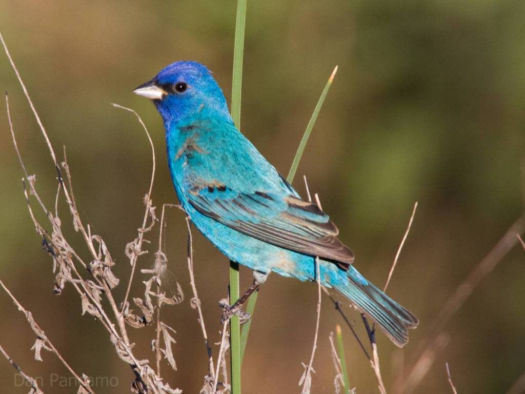 Best Seed for Indigo Buntings