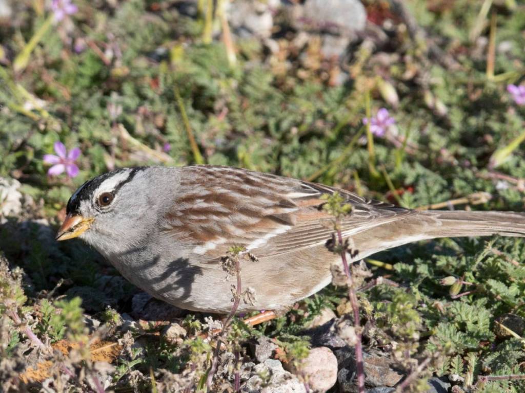 White-crowned Sparrow Feeder Setup: What Actually&nbsp;Works?