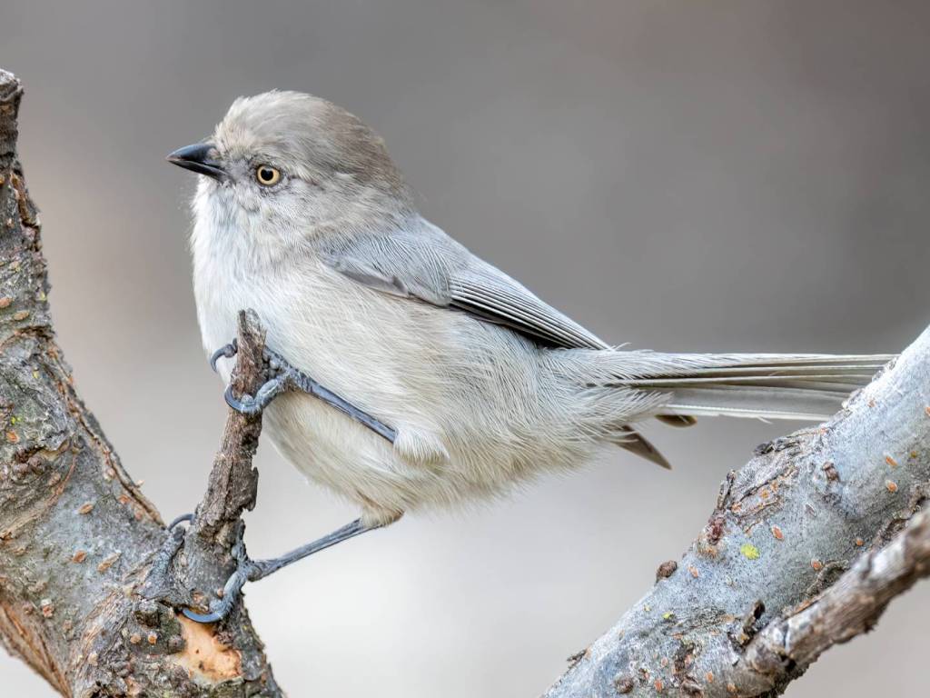 Do Bushtits Visit Bird Feeders? What to Expect in Your&nbsp;Backyard