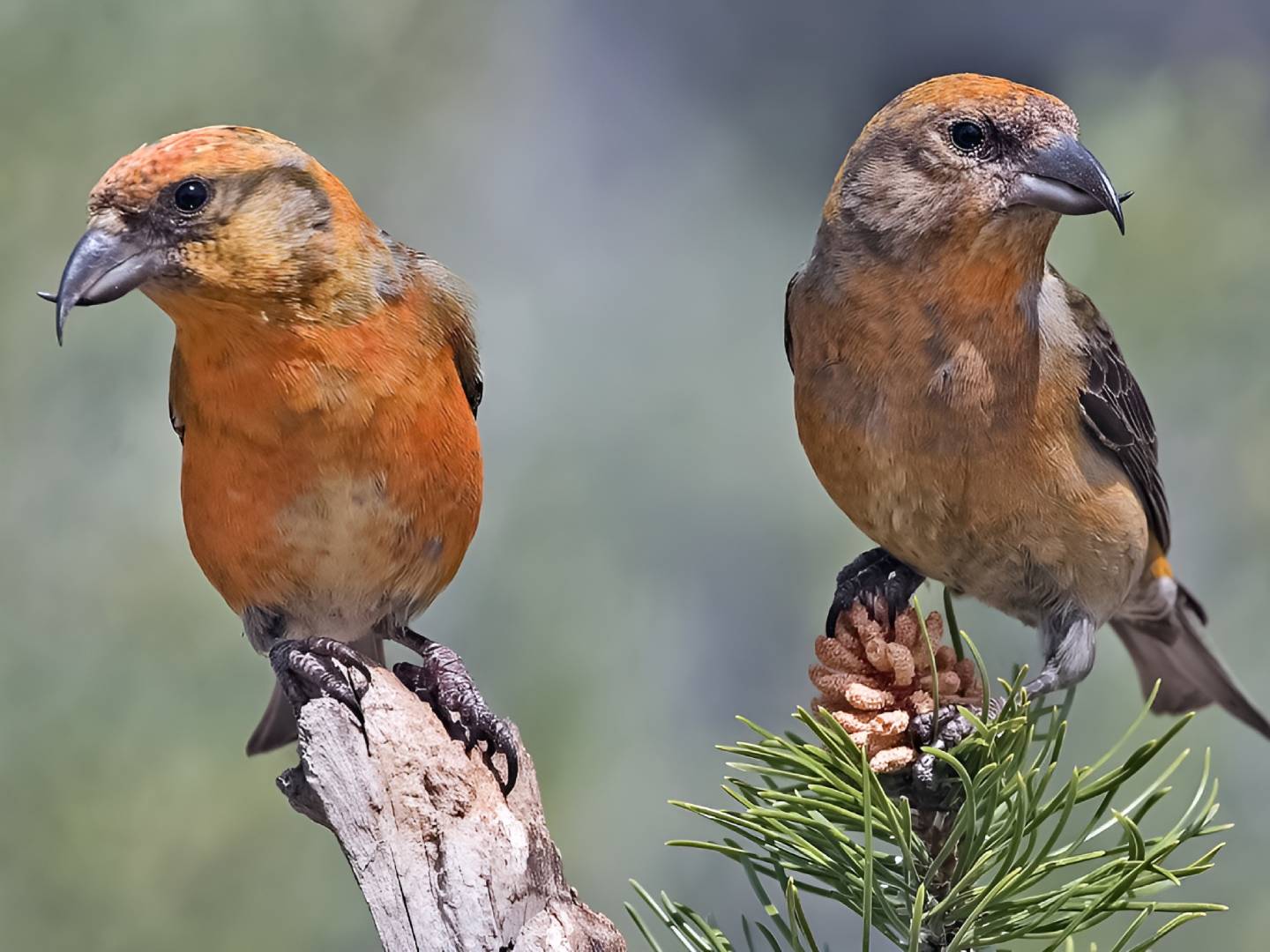 Best Feeder Setup for Red Crossbills (What Actually Works)