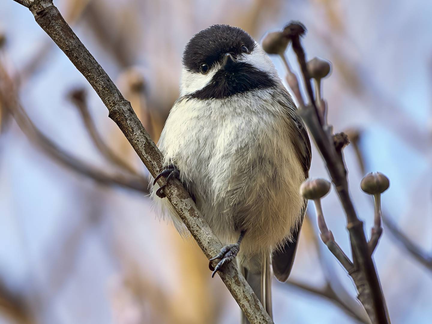 Best Hopper Feeder Setup for Black-Capped Chickadees
