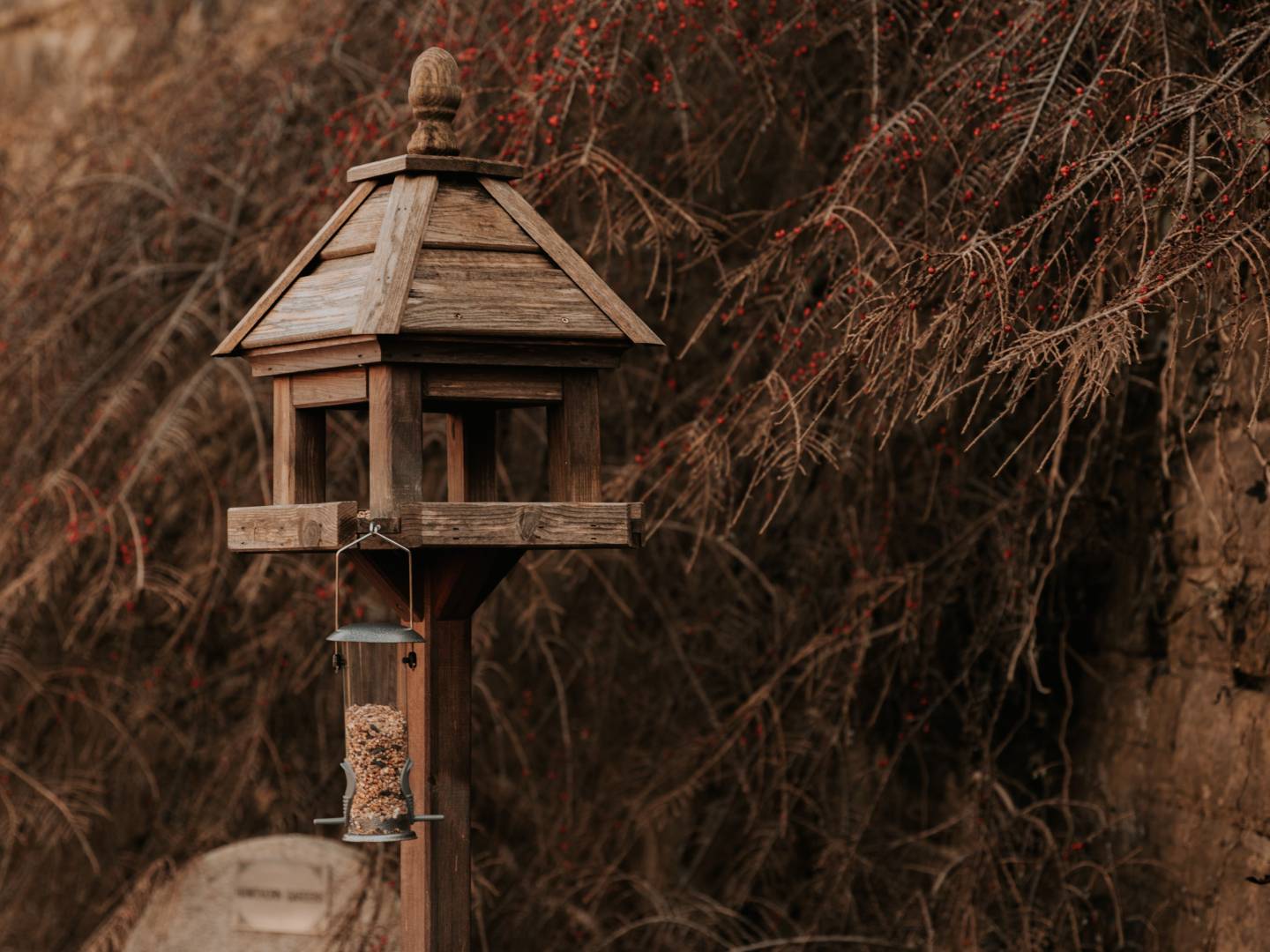 Where to Place a Backyard Bird Feeder: 5 Things to Consider